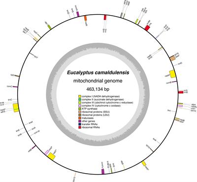 Plasticity of repetitive sequences demonstrated by the complete mitochondrial genome of Eucalyptus camaldulensis